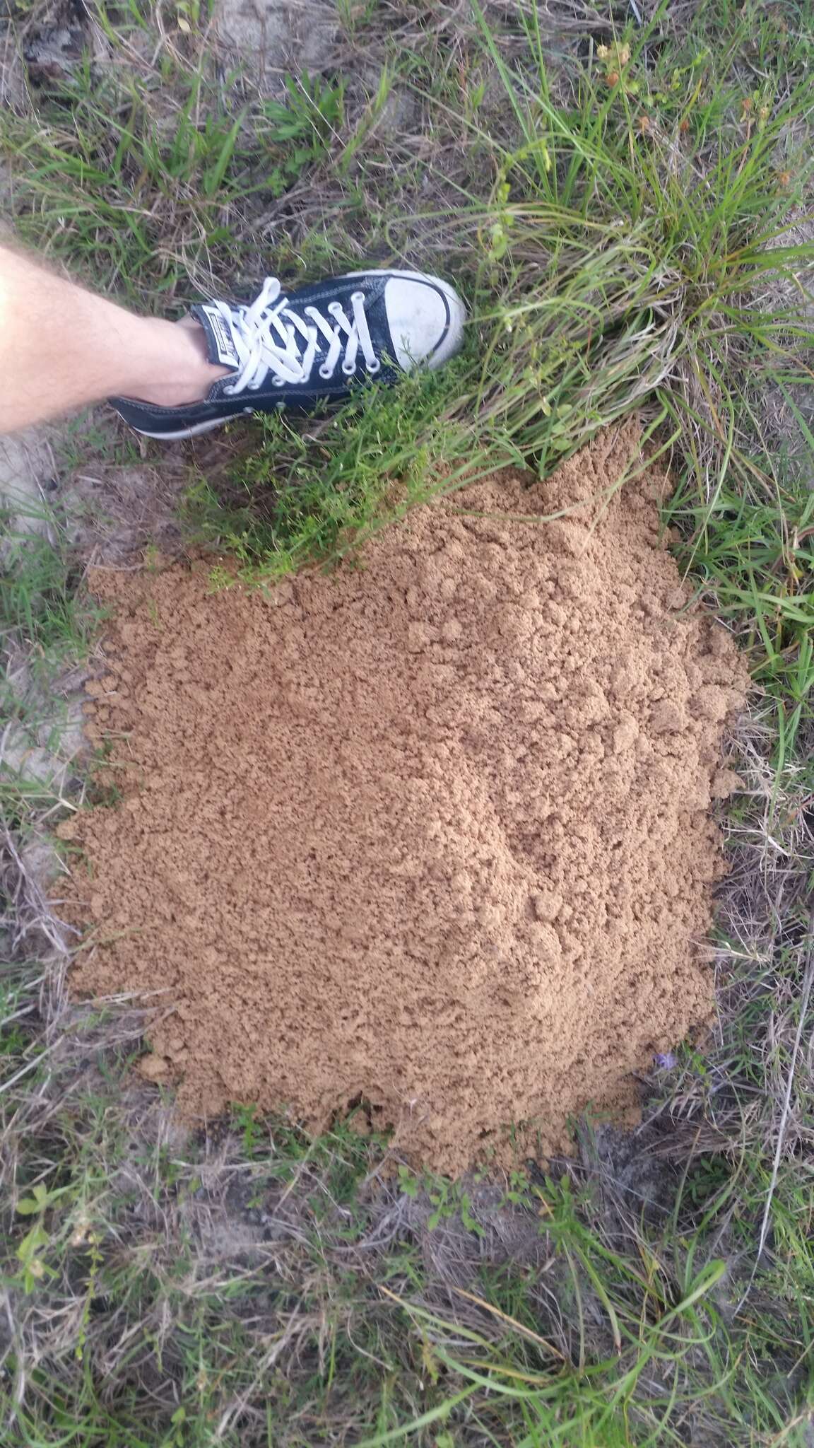 Image of southeastern pocket gopher