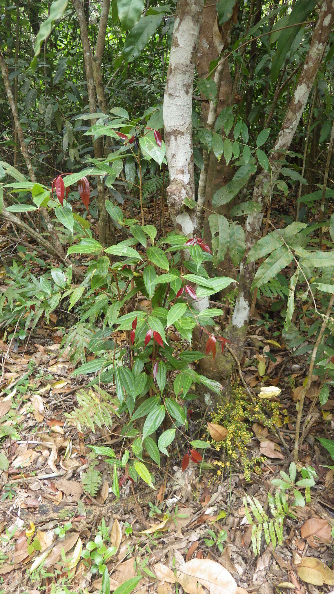 Image de Cannelier de Ceylan