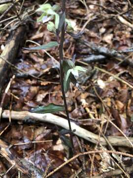 Image of Violet Helleborine