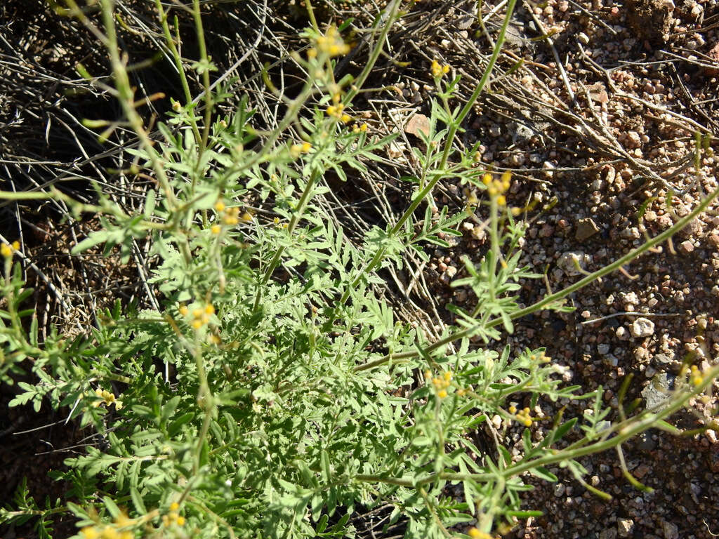 Image of Descurainia erodiifolia (Phil.) Prantl ex Reiche