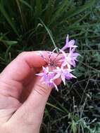 Tulbaghia violacea Harv. resmi