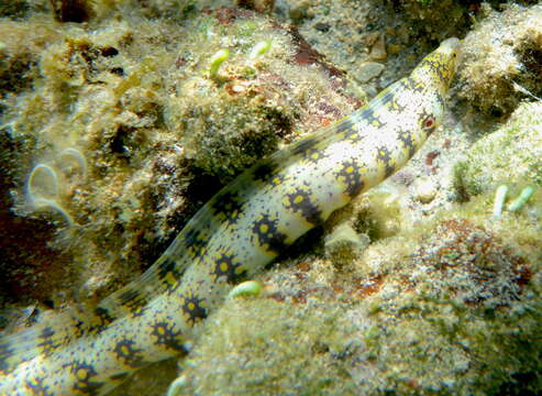 Image of Snowflake moray