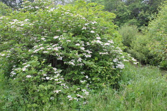 Image of Sargent's Viburnum