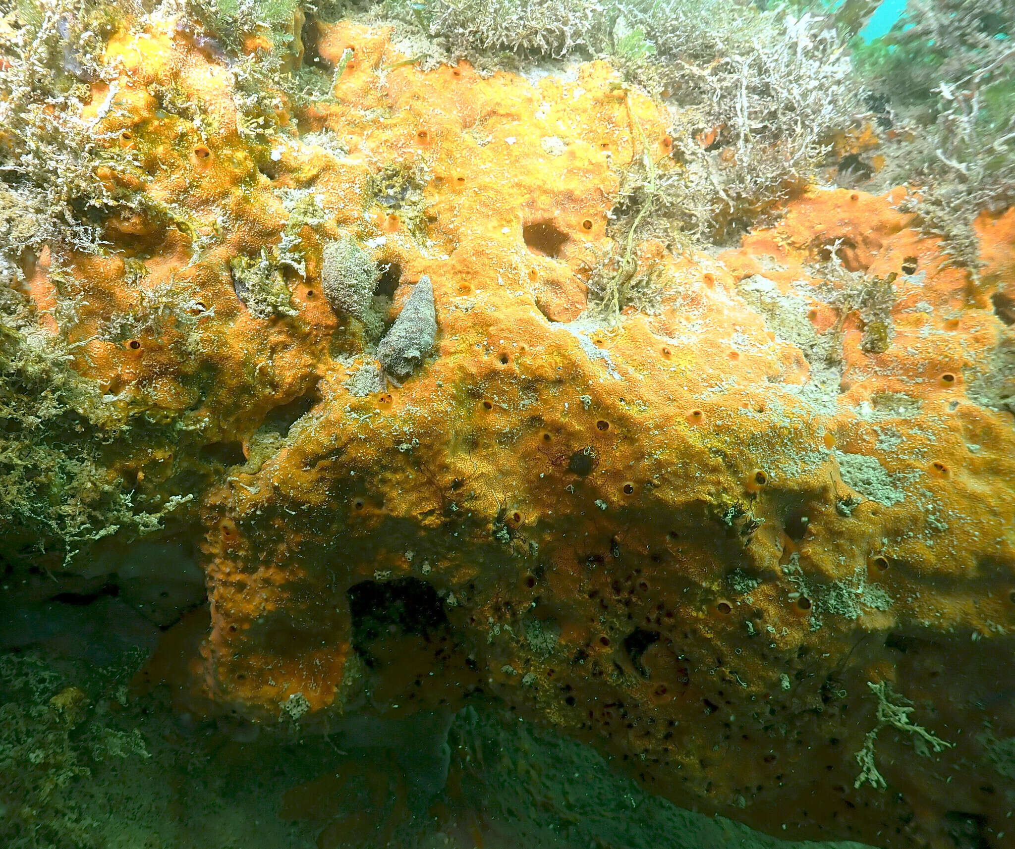 Image of red boring sponge