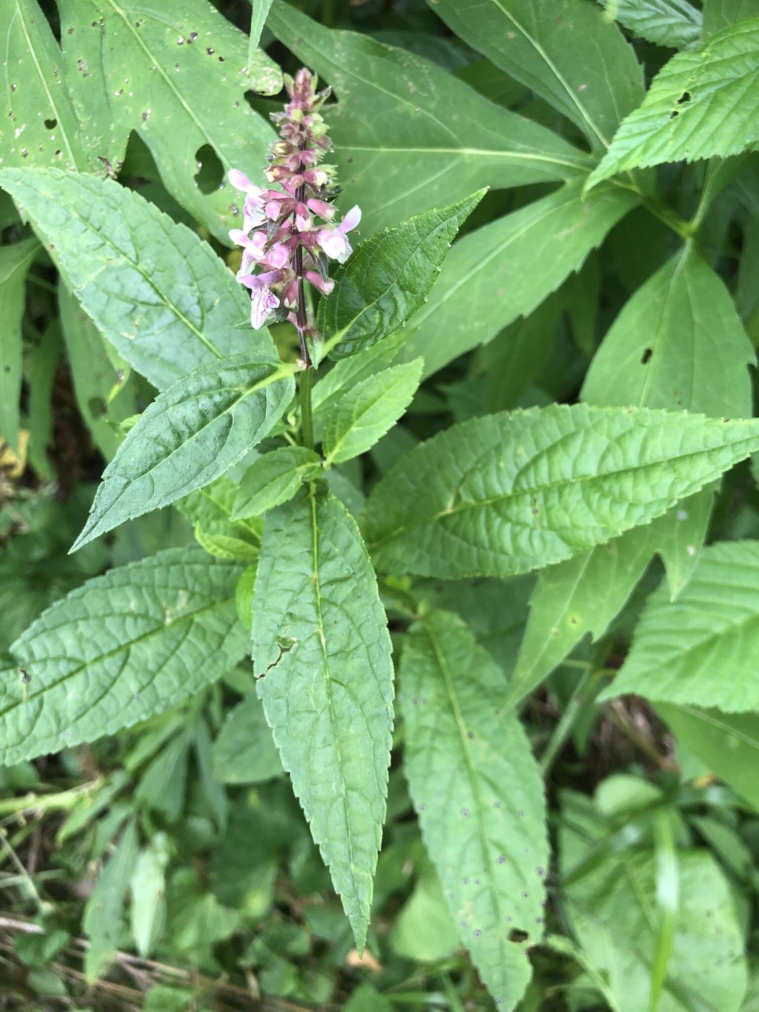 Stachys latidens Small resmi