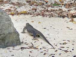 Image of Varanus palawanensis Koch, Gaulke & Böhme 2010