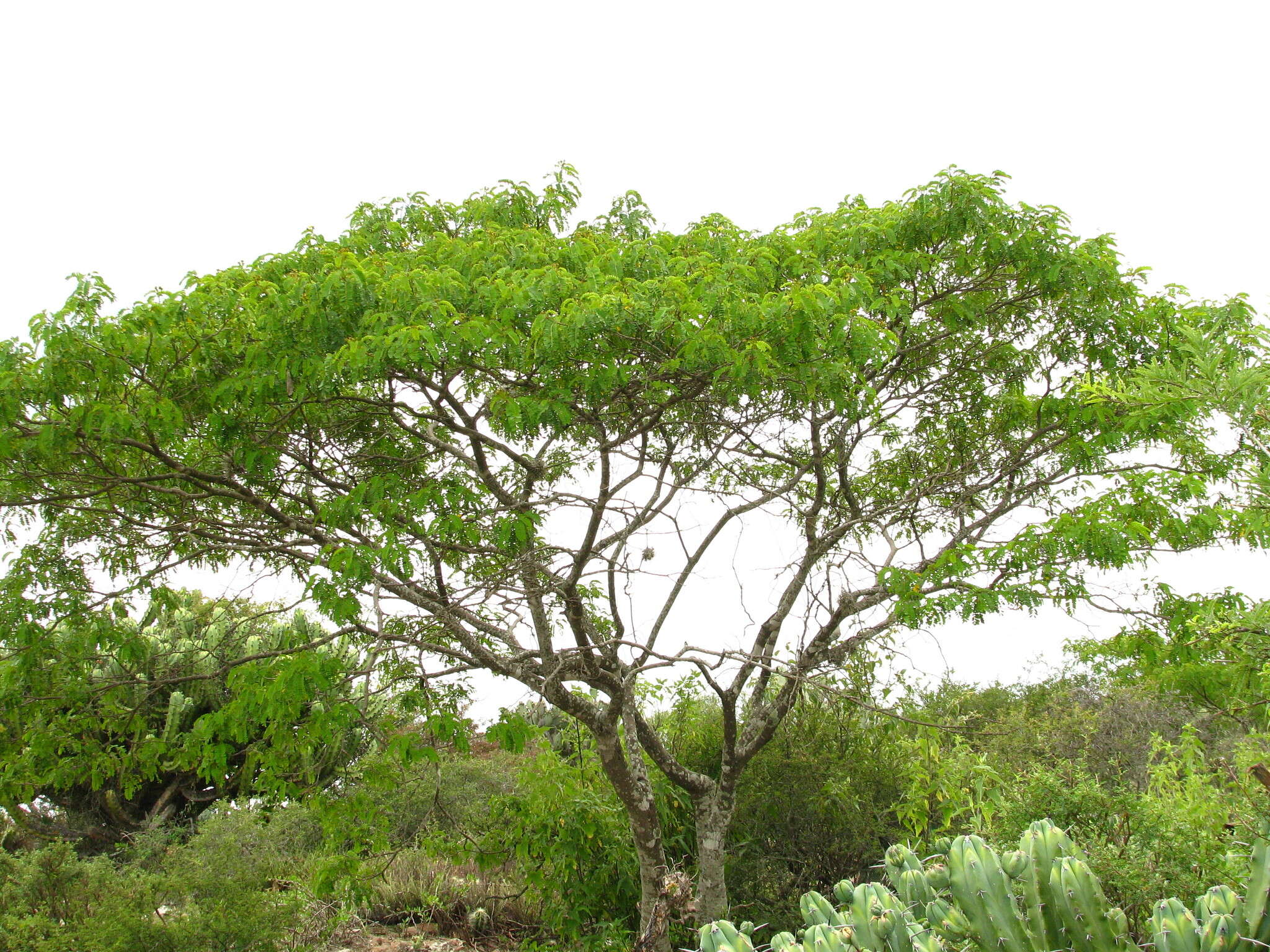 Senna polyantha (Collad.) H. S. Irwin & Barneby resmi