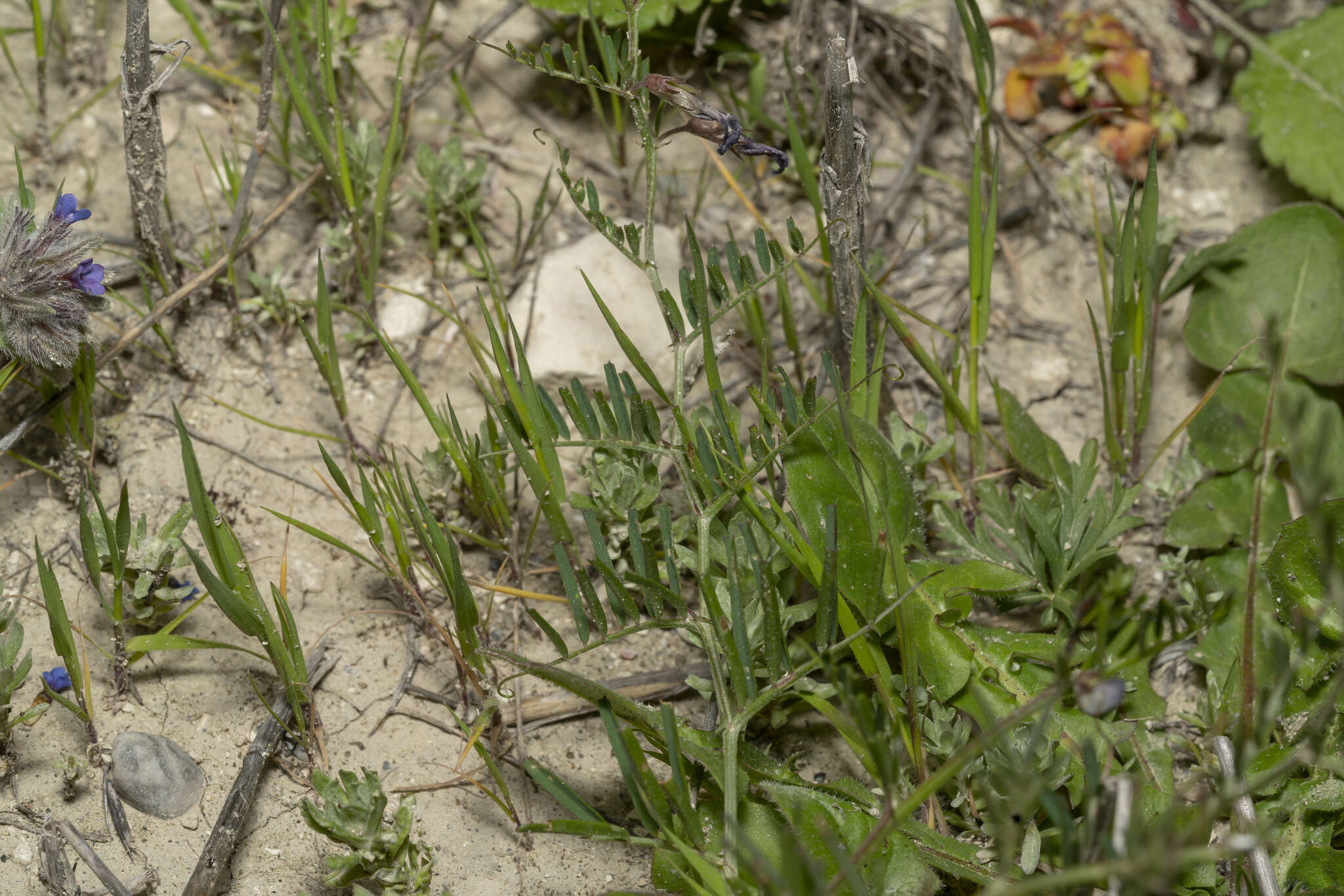 Image of wandering vetch