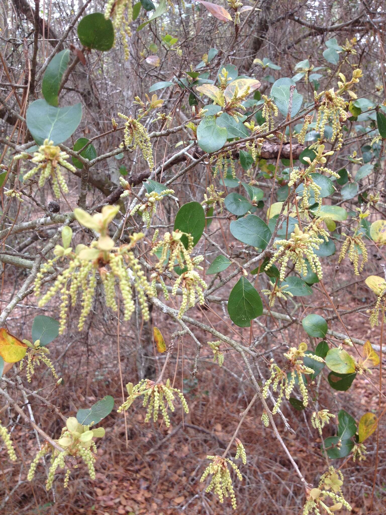 Слика од Quercus myrtifolia Willd.