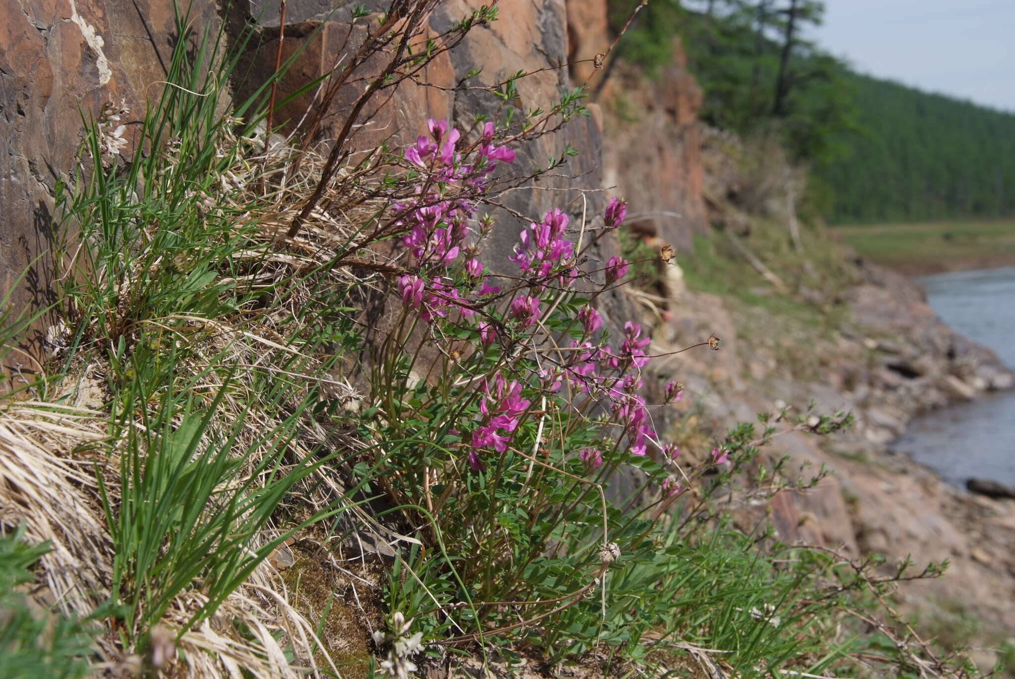 Image de Hedysarum dasycarpum Turcz.