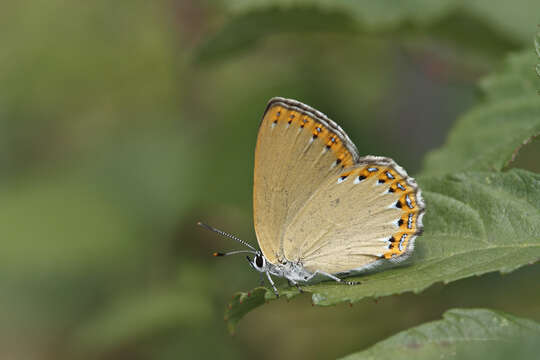 Image of Spanish Purple Hairstreak