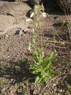 Image of desert tobacco,