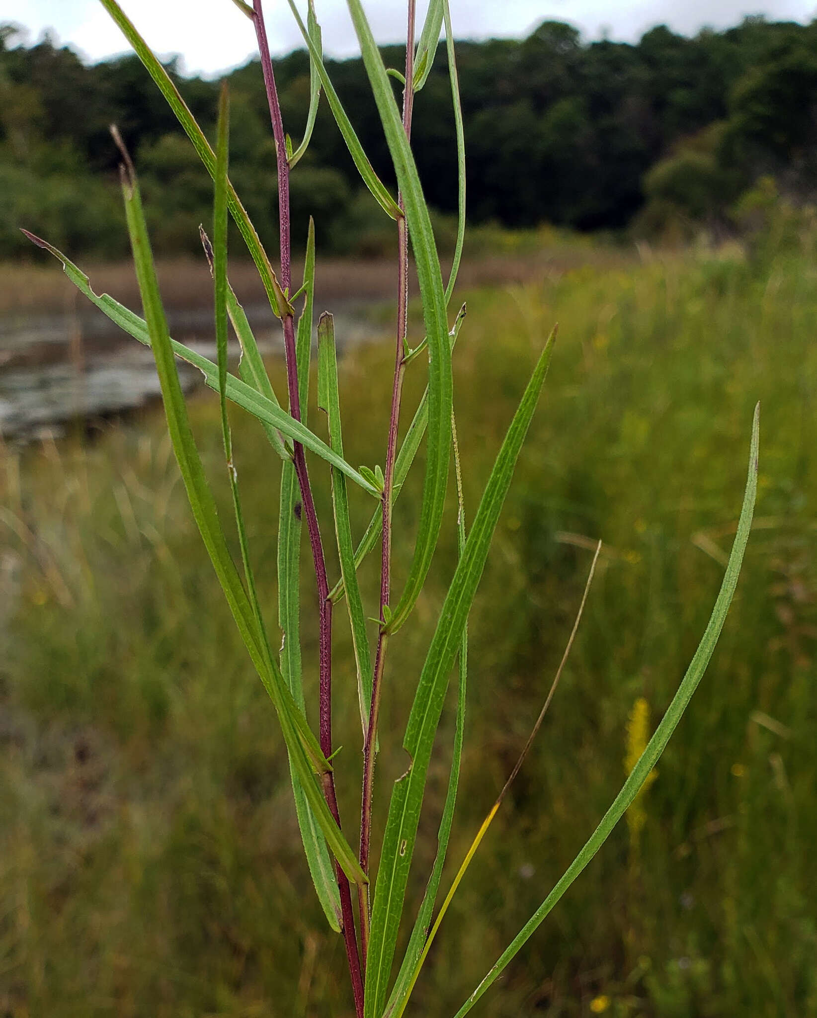 Image of Boreal American-Aster