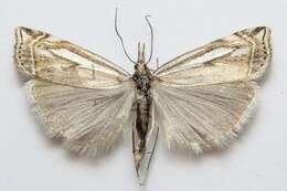 Image of Whitmer's Sod Webworm Moth