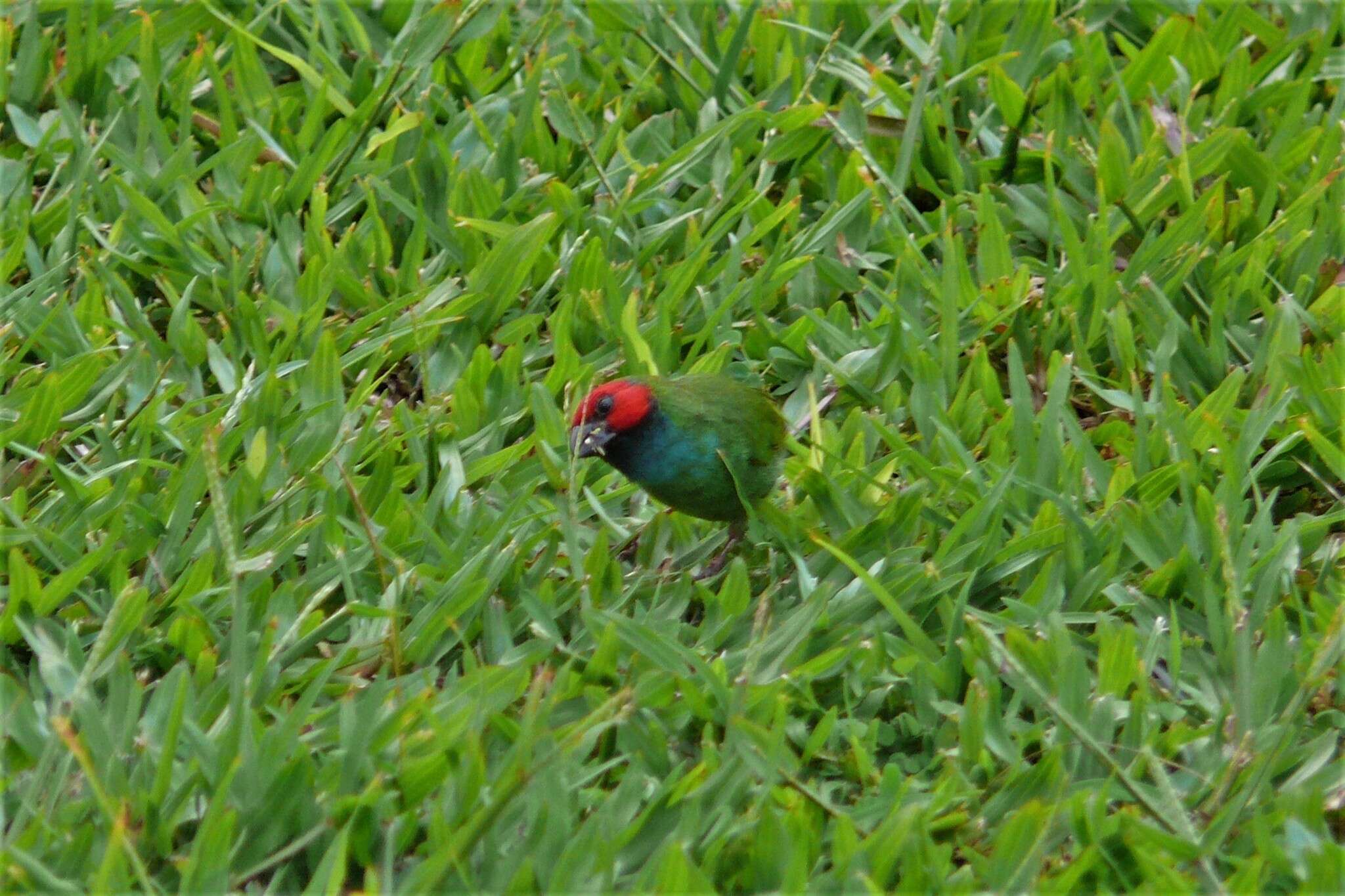 Image of Fiji Parrotfinch