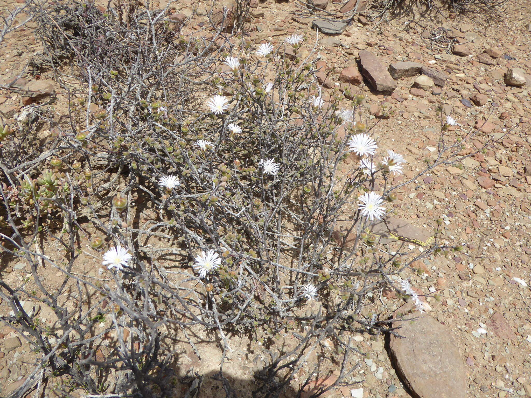 Image of Drosanthemum albiflorum (L. Bol.) Schwant.