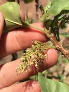 Image of single-leaf ash