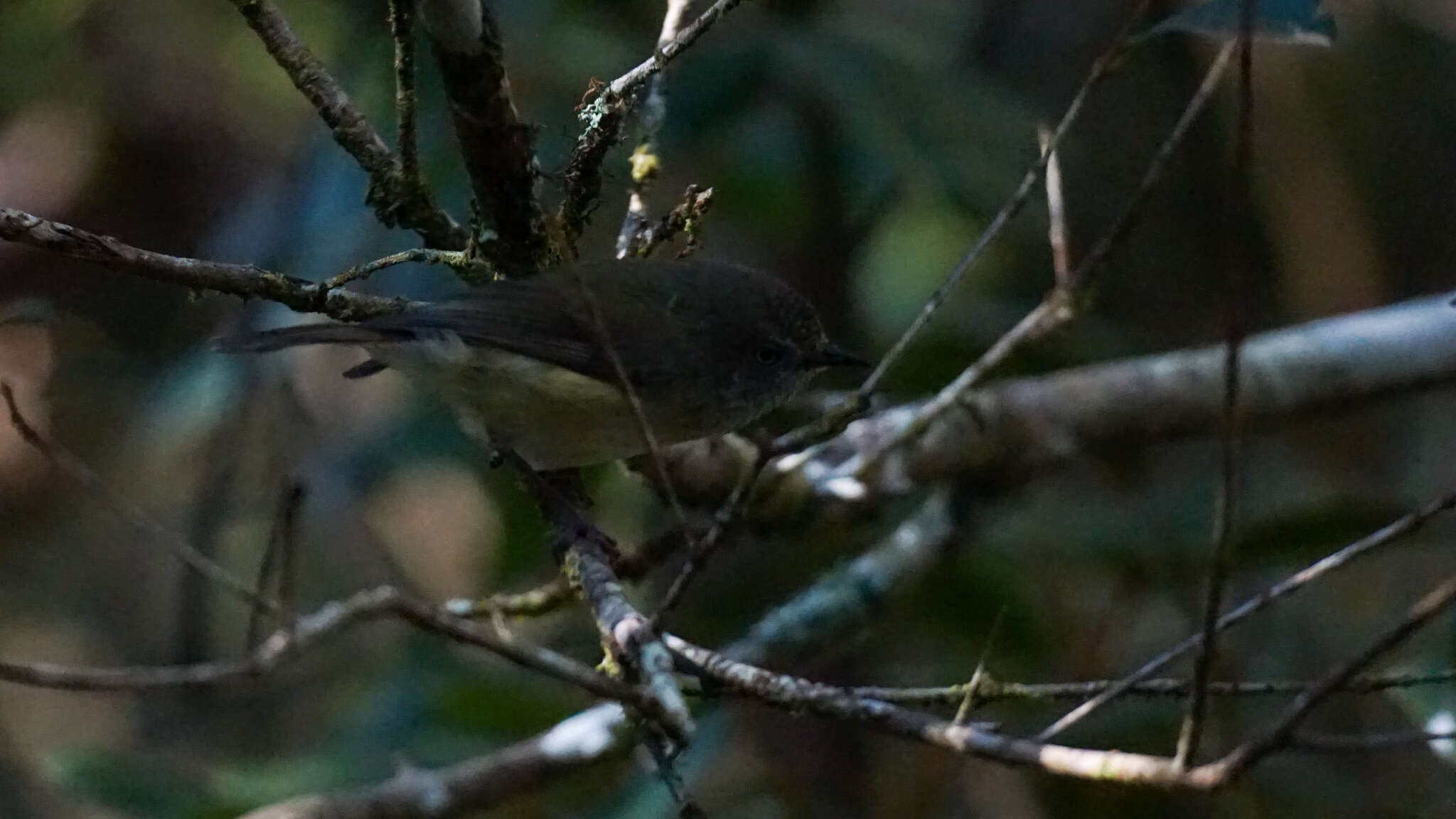 Image of Mountain Thornbill