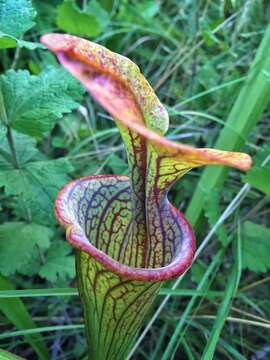 Image of Green Pitcherplant