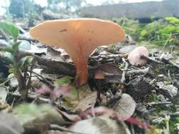 Image de Clitocybe mediterranea (Vizzini, Contu & Musumeci) E. Ludw. 2012