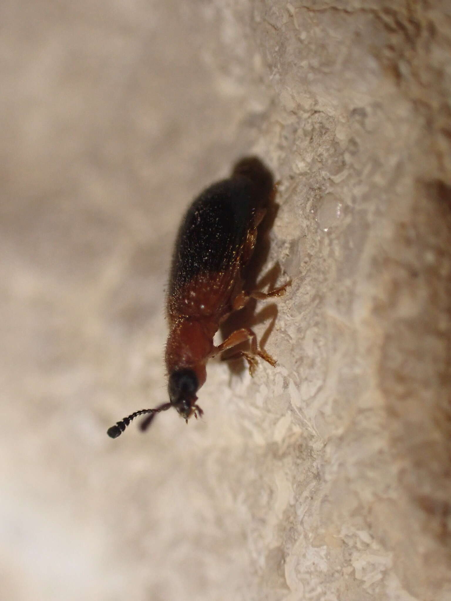 Image of Redshouldered ham beetle