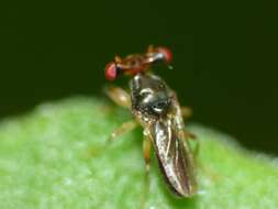 Image of Sphyracephala hearseiana (Westwood 1844)