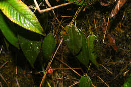 Imagem de Pleurothallis truncata Lindl.