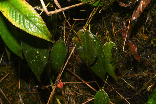 Imagem de Pleurothallis truncata Lindl.