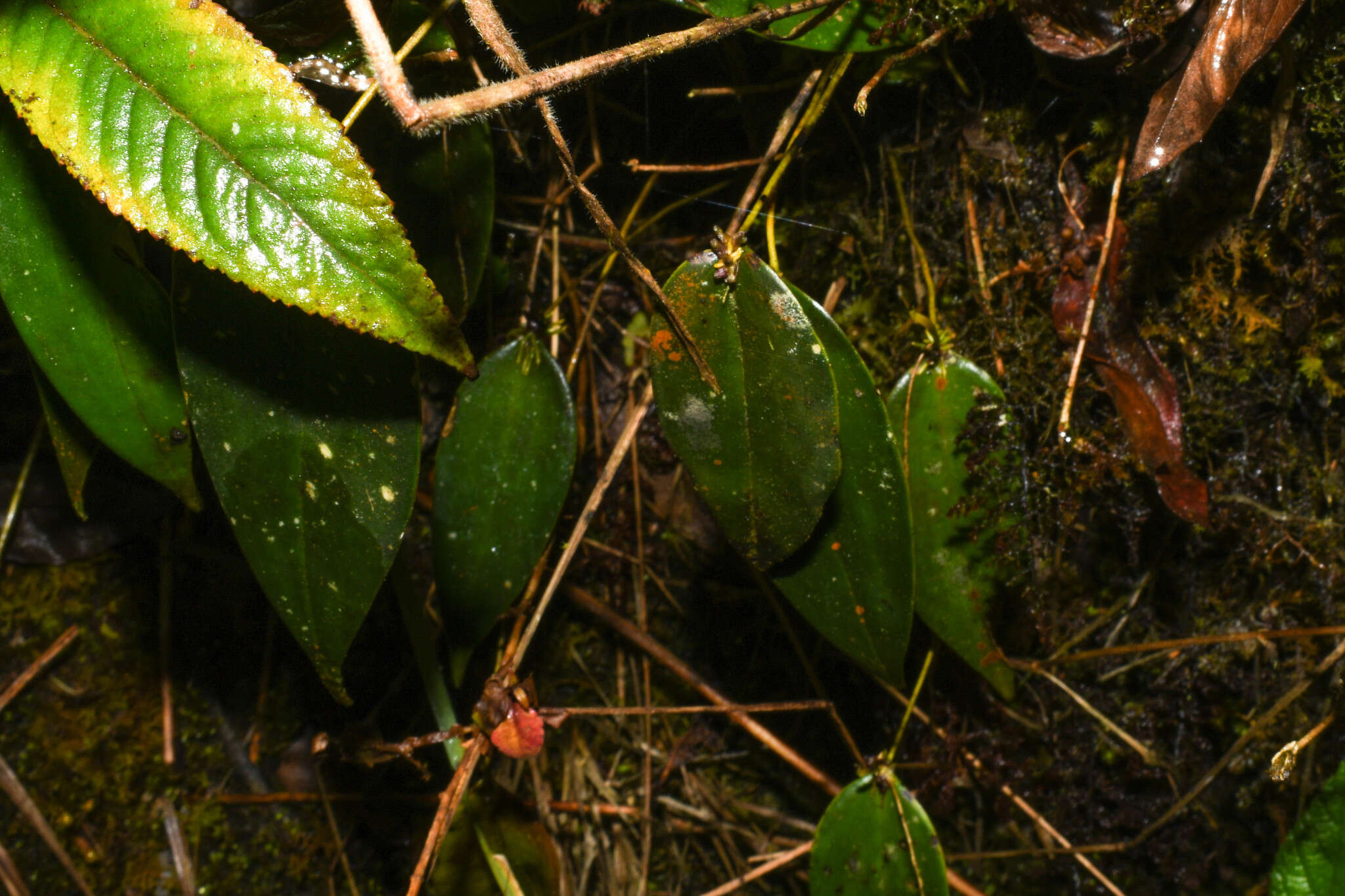 Image of Pleurothallis truncata Lindl.