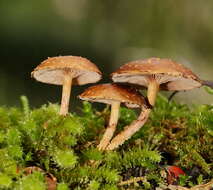 Image of Pholiota squarrosipes Cleland 1933