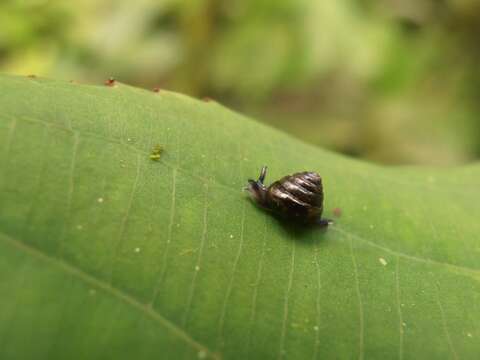 صورة Habroconus Crosse & P. Fischer 1872