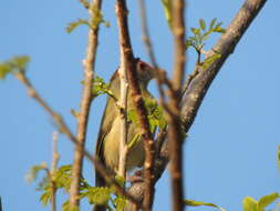 Слика од Cyclarhis gujanensis insularis Ridgway 1885