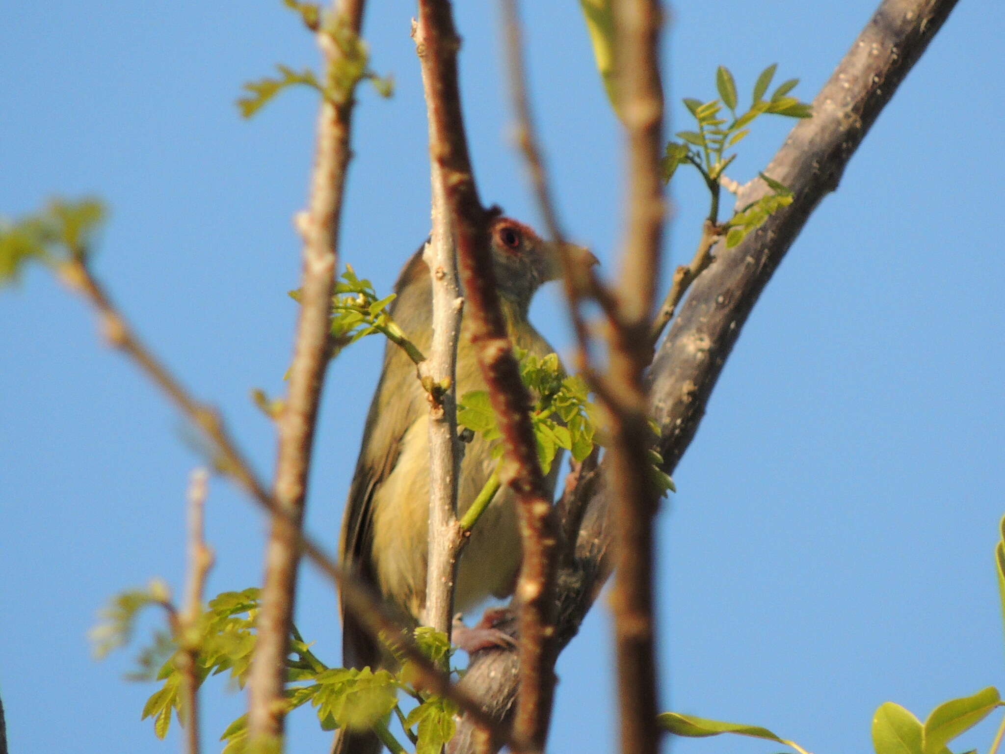 Слика од Cyclarhis gujanensis insularis Ridgway 1885