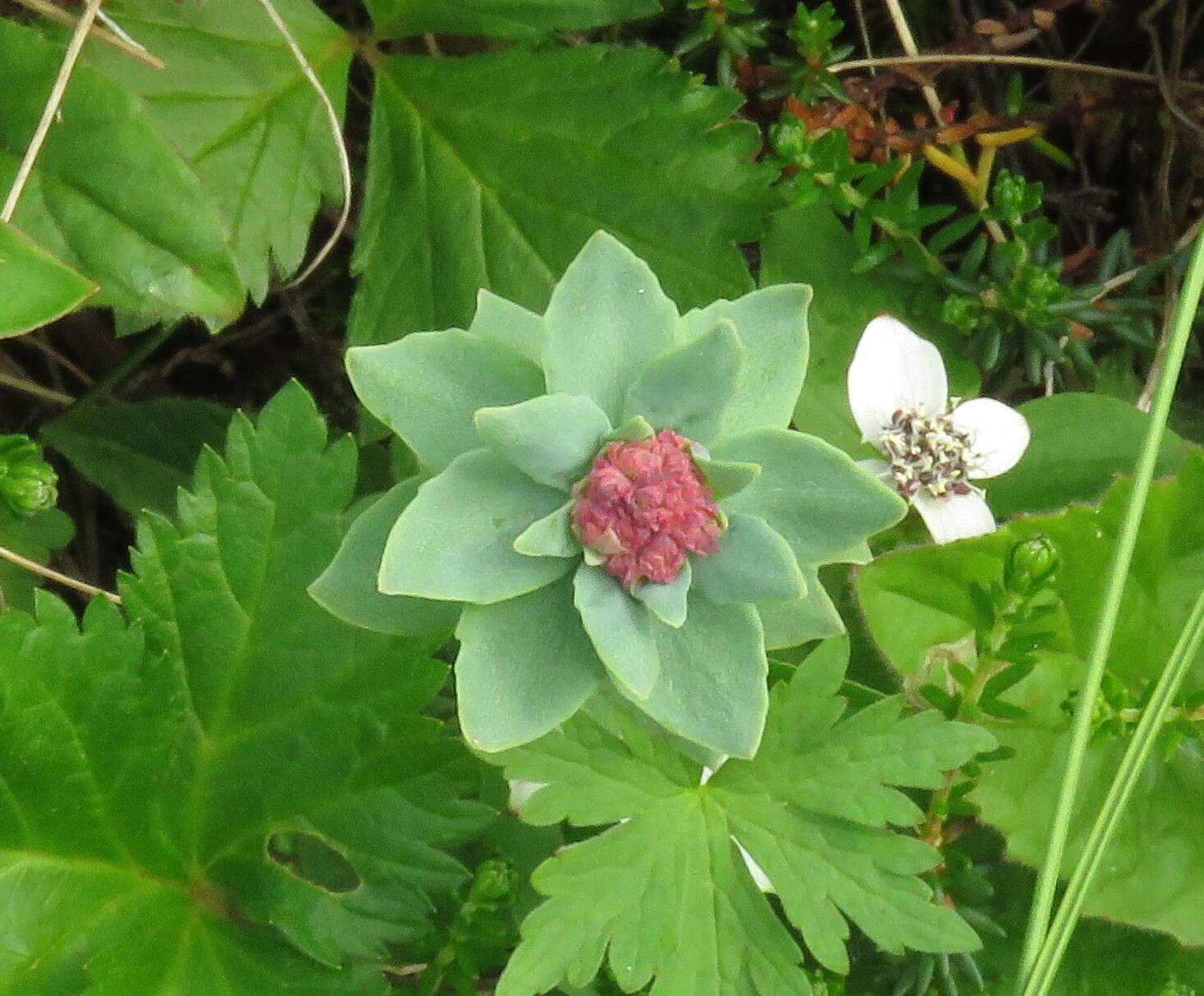 Image of ledge stonecrop