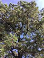 Pinus leiophylla Schiede ex Schltdl. & Cham. resmi