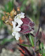 Image of pink campion