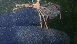 Image of long legged spider crab