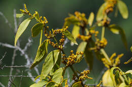 Слика од Phoradendron nervosum Oliver