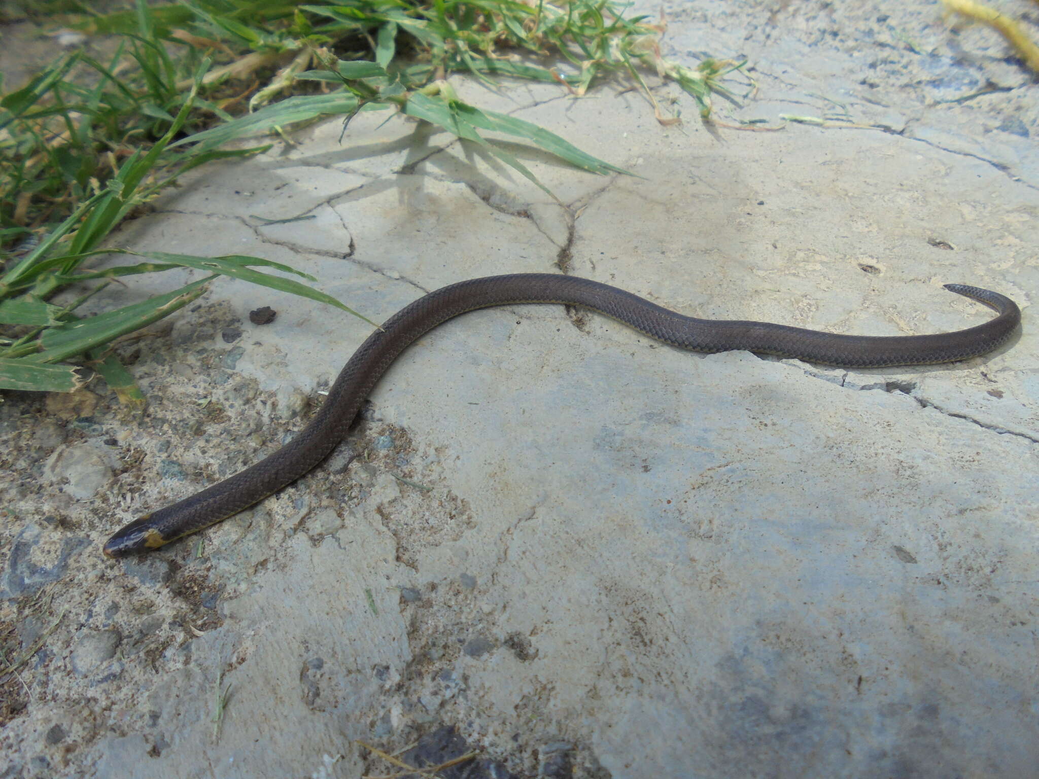 Image of Lehmann's Ground Snake