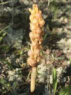 Image of Vreeland's coralroot