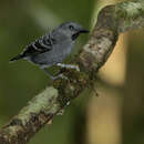 Image of Willisornis vidua nigrigula (Snethlage & E 1914)