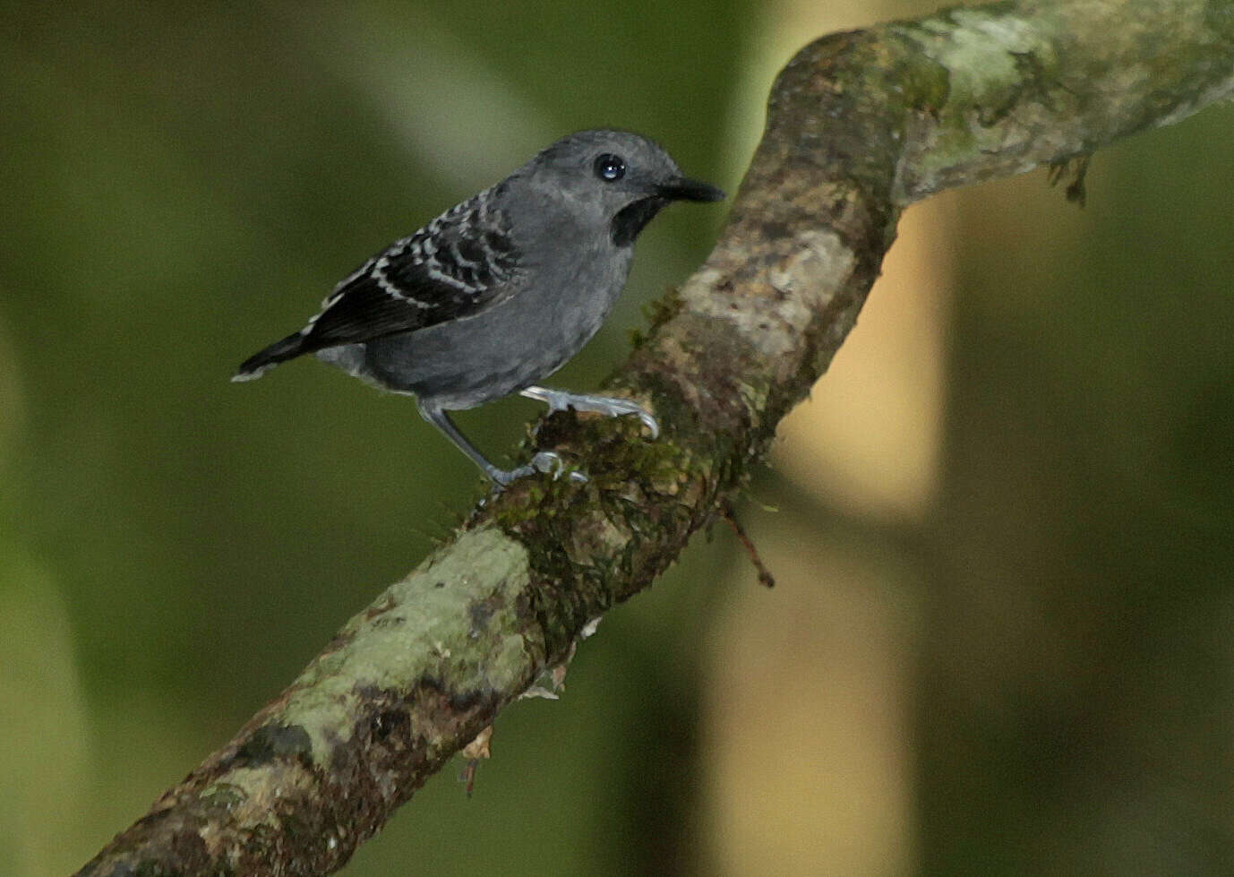 Image of Willisornis vidua nigrigula (Snethlage & E 1914)