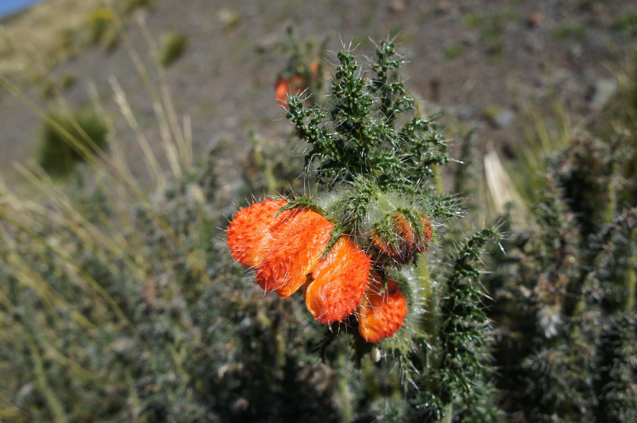 Image of Caiophora chuquitensis (Meyen) Urban & Gilg