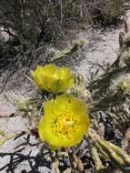 Image de Cylindropuntia californica var. delgadilloana (Rebman & Pinkava) Rebman