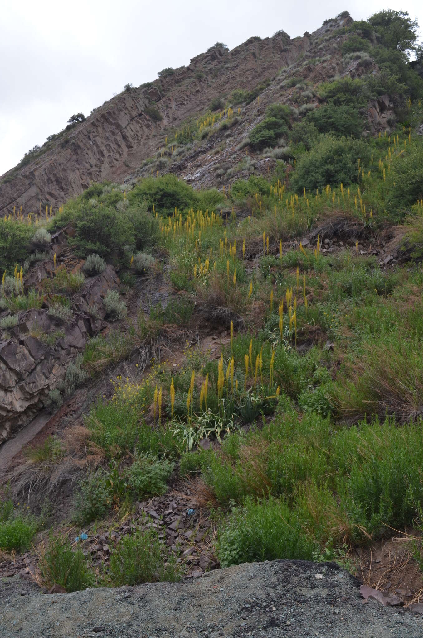 Image of Eremurus fuscus (O. Fedtsch.) Vved.