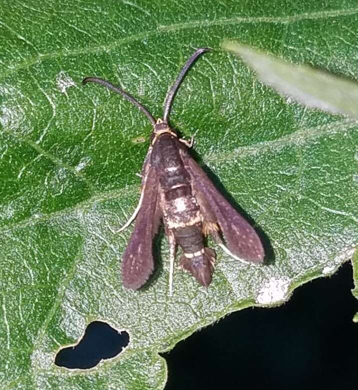 Image of The Boneset Borer