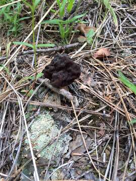 Image of Gyromitra esculenta (Pers.) Fr. 1849