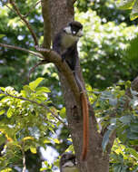 Cercopithecus ascanius schmidti Matschie 1892 resmi