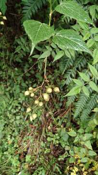 Image of Rubus lambertianus Ser.