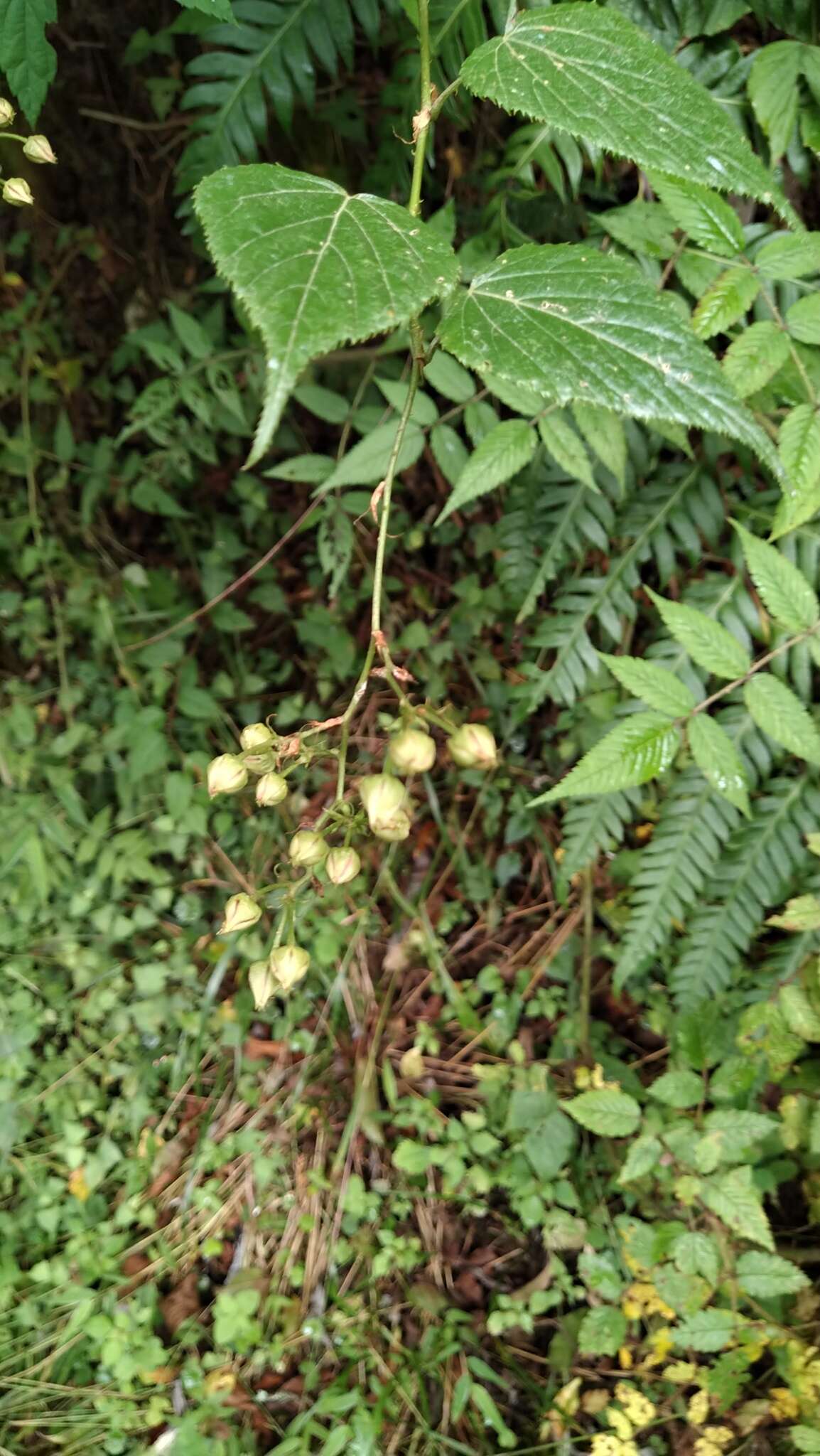 Image of Rubus lambertianus var. glandulosus Cardot